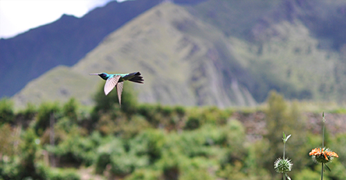 Hummingbird